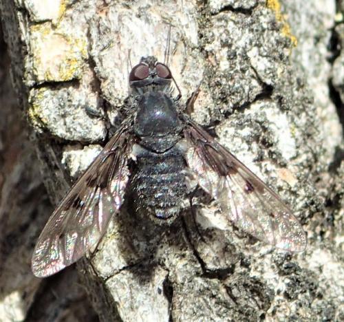 Réf. 268 314 : Anthrax trifasciatus